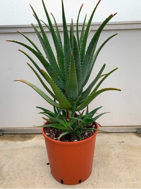 Large Leaf Aloe Arborescens plant – 7 Years old
