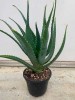 Large Leaf Aloe Arborescens plant – 3 Years old