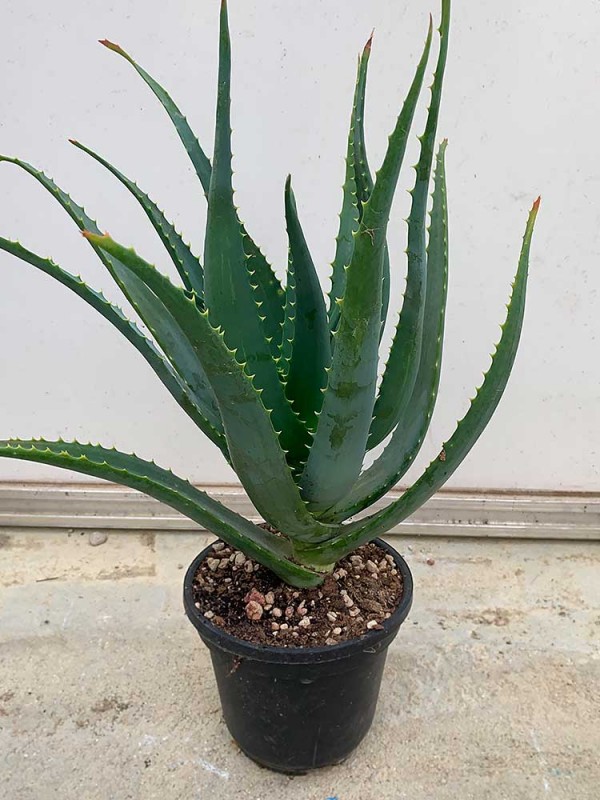 Large Leaf Aloe Arborescens plant – 3 Years old