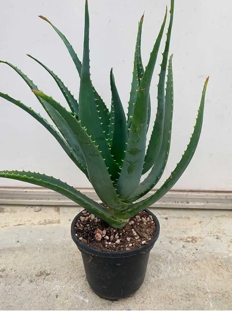 Pianta di Aloe Arborescens di 3 anni a foglia grande