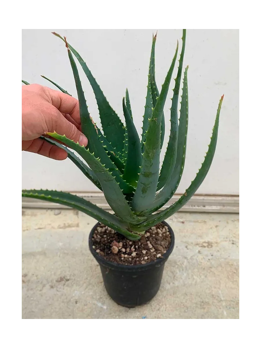 Pianta di Aloe Arborescens di 3 anni a foglia grande
