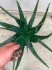 Pianta di Aloe Arborescens di 3 anni a foglia grande-Piante di Aloe