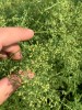 Artemisia Annua, foglie e fiori essiccati-Erbe essiccate