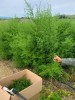 Artemisia Annua, foglie e fiori essiccati 70g e 500g-Tisane ed Essiccati