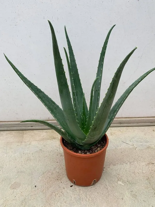 Pianta Di Aloe Vera 25 Cm A Radici Nude - Viva E Rigogliosa - Foto 2