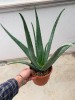 Pianta di Aloe Vera di 3 anni-Piante di Aloe