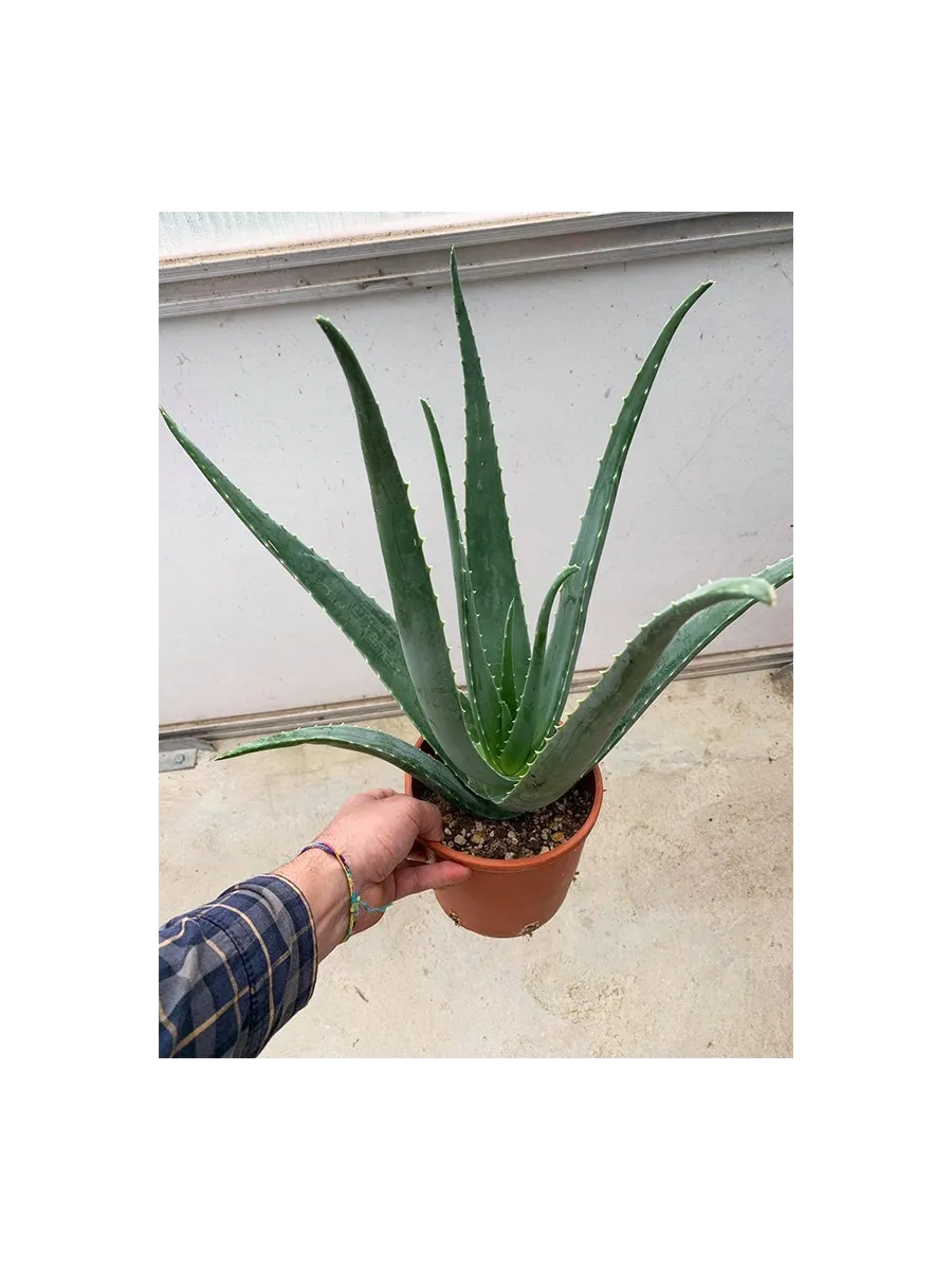 Aloe Vera Plant - 3 Years old