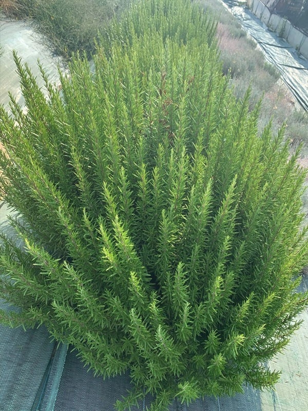 Rosmarino, Tisana 60-500 g e 1kg-Tisane depurative