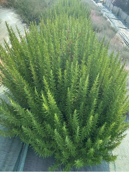 Rosmarino, Tisana 60-500 g e 1kg-Tisane depurative