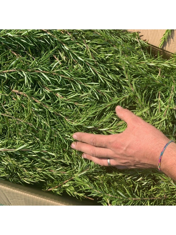 Rosmarino, Tisana 60-500 g e 1kg-Tisane depurative