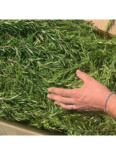 Rosmarino, Tisana 60-500 g e 1kg-Tisane depurative