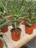Pianta di Aloe Arborescens di 3 anni-Piante di Aloe