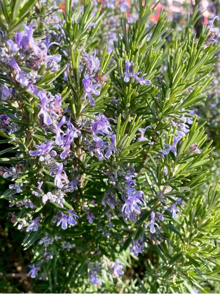 Rosemary, spice 50g