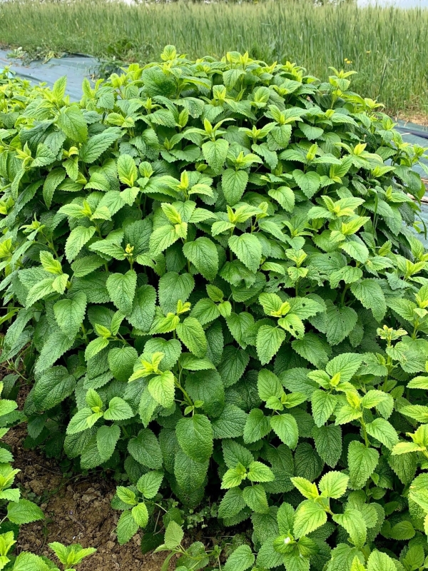 Melissa Officinalis, Tisana 50-500g e 1kg-Tisane digestive