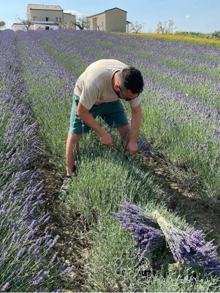 Lavanda officinalis, Tisana 60-500g e 1kg-Tisane depurative