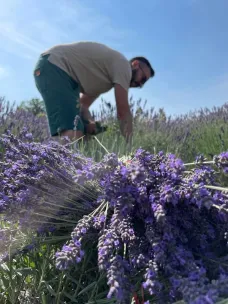 Olio di Lavanda, ottenuto tramite macerazione (Oleolito di Lavanda) 2