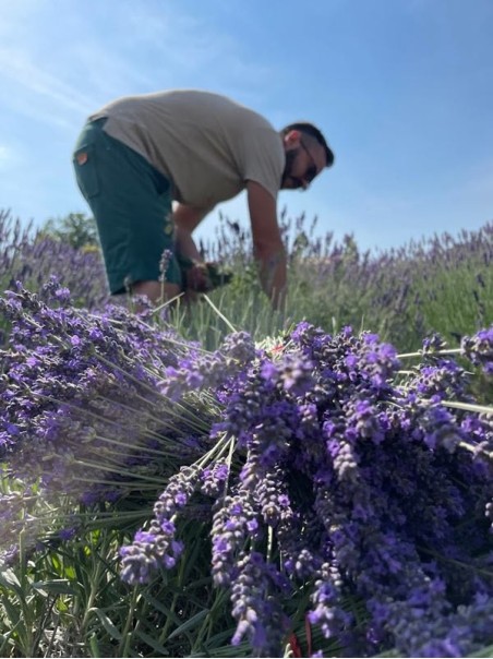 Sacchetto di fiori di Lavanda, profumatore bucato e ambiente-Saponi e detergenti