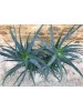2 Aloe Arborescens Plants - 4 Years old