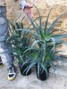 2 Piante di Aloe Arborescens di 4 anni-Piante di Aloe