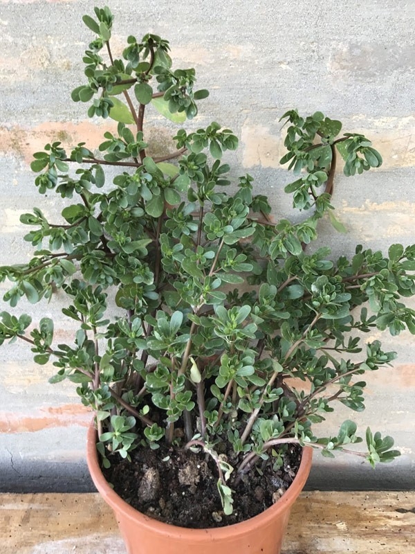 Pianta di Portulaca oleracea-Piante della Salute