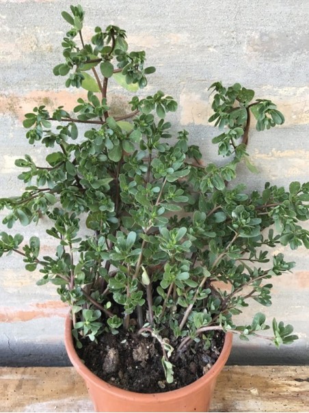 Pianta di Portulaca oleracea-Piante della Salute