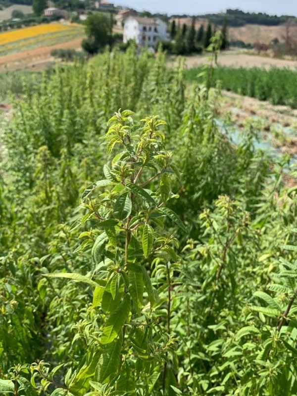 Verbena odorosa, Tisana 50-500g, 1kg