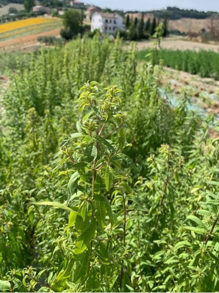 Verbena odorosa, herbal tea 50-500g, 1kg