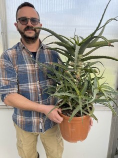 Aloe Arborescens Plant - 6 Years old