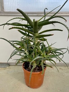 Pianta di Aloe Arborescens di 6 anni - CON DIFETTI-Piante di Aloe 2