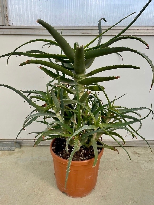 Pianta di Aloe Arborescens di 5-6 anni - CON DIFETTI-Piante di Aloe