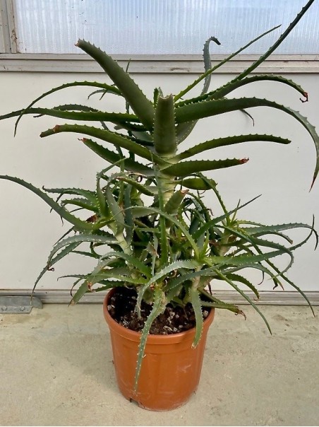 Pianta di Aloe Arborescens di 5-6 anni - CON DIFETTI-Piante di Aloe