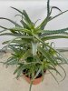 Aloe Arborescens Plant - 6 Years old