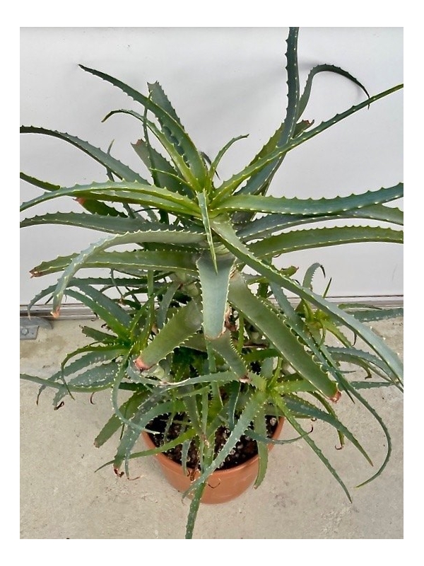 Aloe Arborescens Plant - 6 Years old