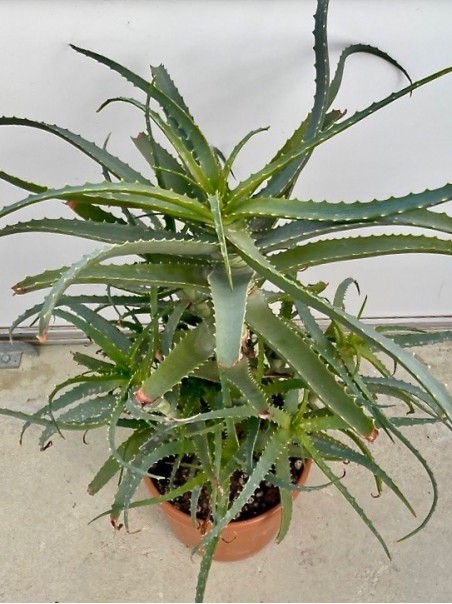 Pianta di Aloe Arborescens di 6 anni - CON DIFETTI-Piante di Aloe