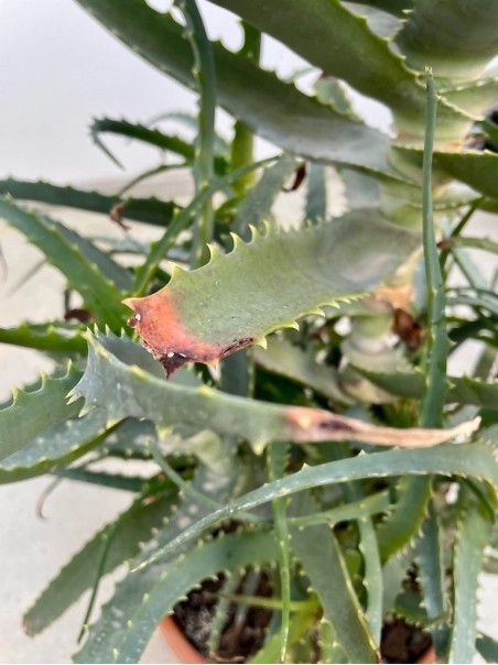 Aloe Arborescens Plant - 6 Years old