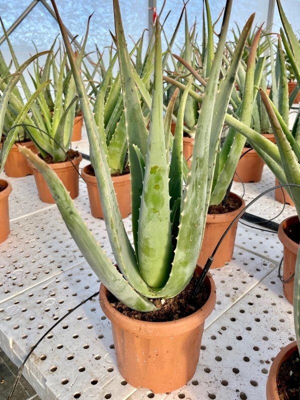 Pianta di Aloe Vera di 4 anni-Piante di Aloe