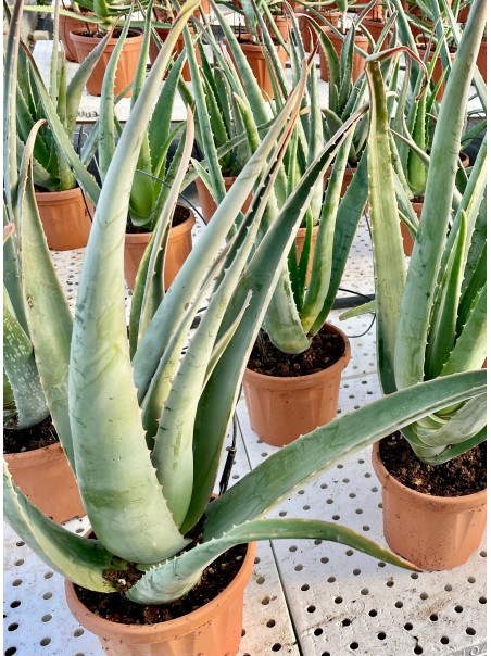 Pianta di Aloe Vera di 4 anni-Piante di Aloe