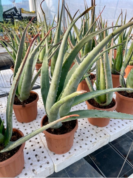 Pianta di Aloe Vera di 4 anni-Piante di Aloe