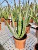 Pianta di Aloe Vera di 3 anni-Piante di Aloe
