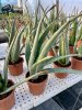 Aloe Vera Plant - 4 Years old