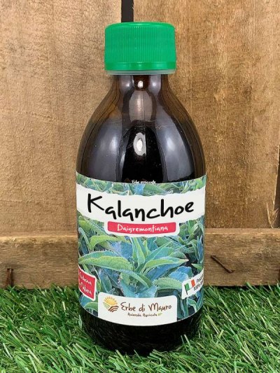 Kalanchoe Daigremontiana Puro 250-500 ml-Aloe puro