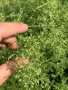 Artemisia Annua in polvere 50g e 500g-Erbe essiccate