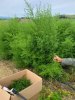 Artemisia Annua in polvere 50g e 500g-Erbe essiccate