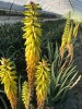 Aloe Vera Pura, polpa estratto a freddo, 500ml-Aloe puro