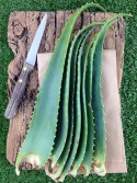 Aloe Arborescens del Frate, con Mela-Succhi e composti di Aloe