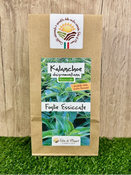 Kalanchoe Daigremontiana, foglie essiccate 50g-Erbe essiccate
