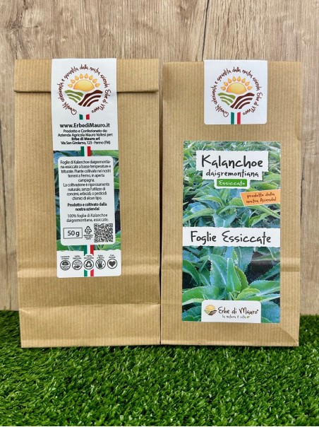 Kalanchoe Daigremontiana, herbal tea