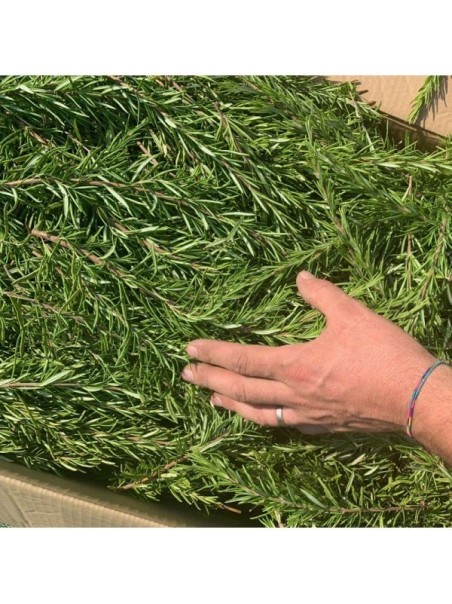 Huile essentielle de Romarin, 10ml