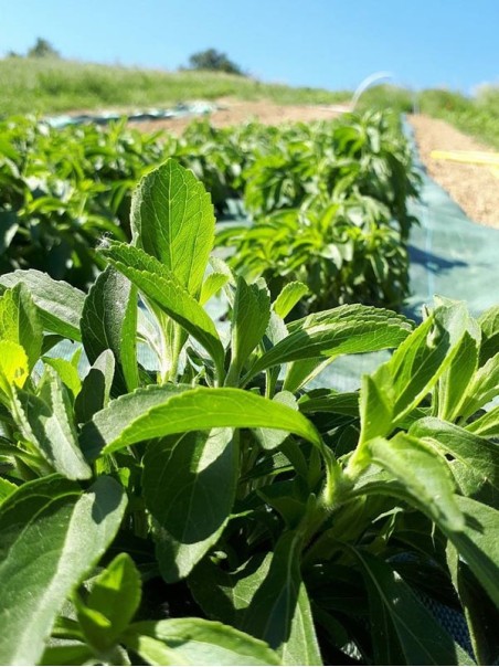 Stevia Rebaudiana in polvere, 35g, 70g, 280g-Tisane ed Essiccati