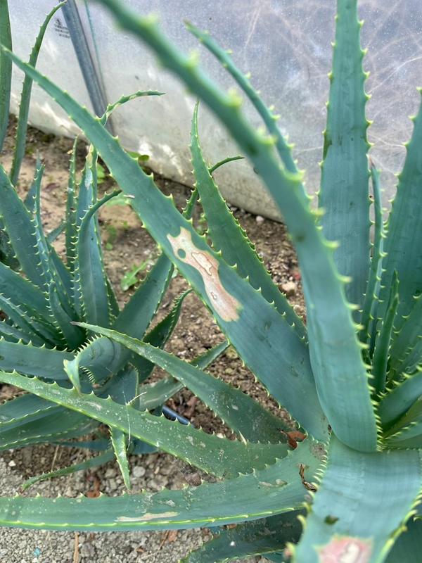 Plante d'Aloe Arborescens de 6 ans - AVEC DES DÉFAUTS